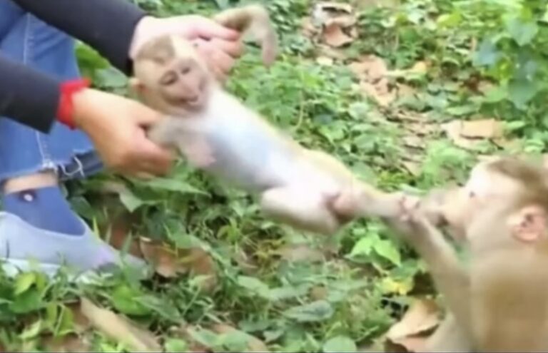 Jonge apen worden te vroeg bij hun moeder weggehaald, wat blijvende trauma’s veroorzaakt.