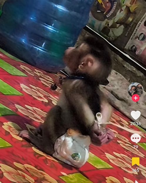 De verborgen werkelijkheid achter “schattige” apenfilmpjes.